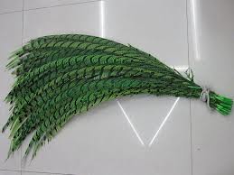 PHEASANT TAIL FEATHER GREEN